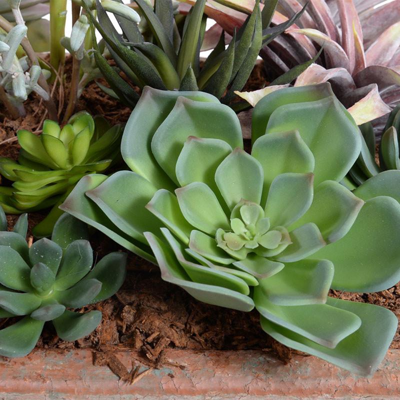 Succulents Garden