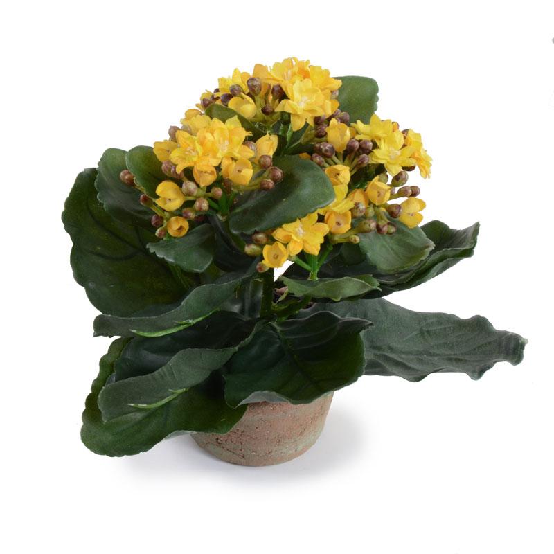 Kalanchoe, Small