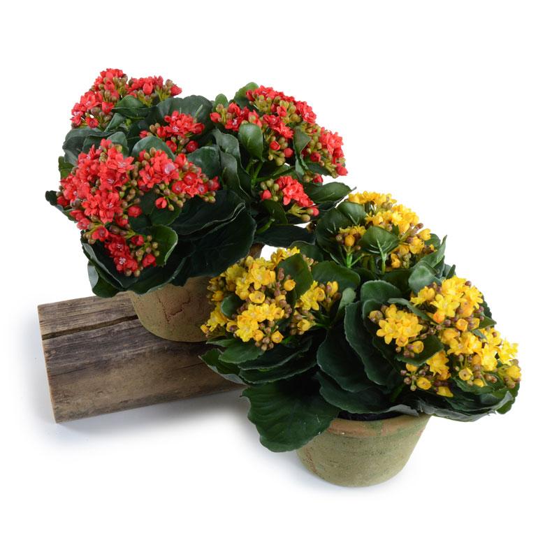 Kalanchoe Plant