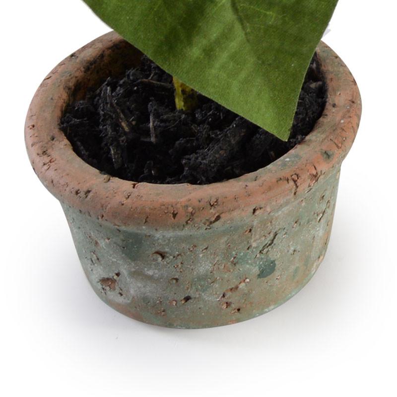 Poinsettia Plant, White