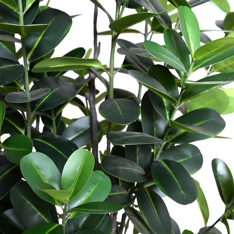 Japanese Fukuji Rubber Tree, 6.5'