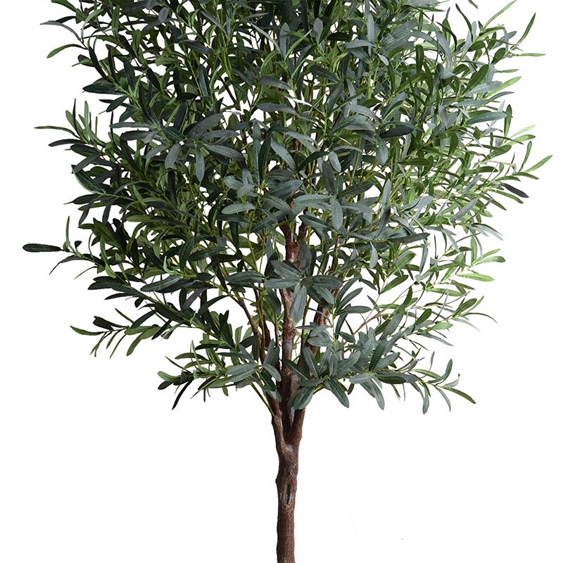 Olive tree, 8'