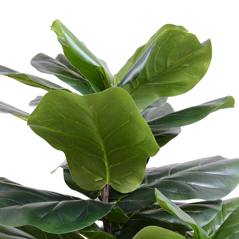 Fiddle-leaf Fig Tree, 50"H - New Growth Designs