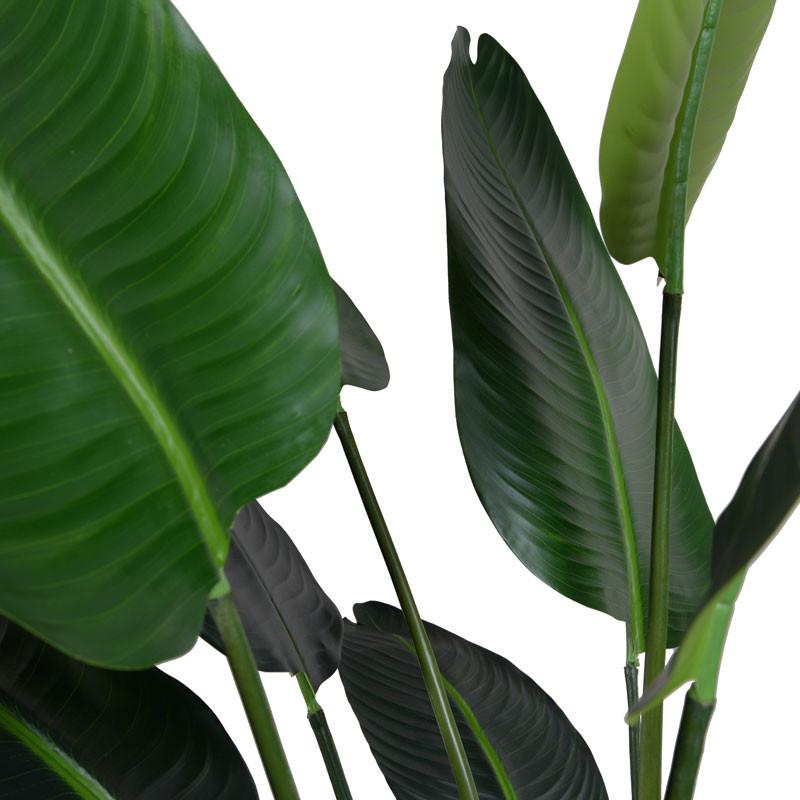 Palm Tree, Traveller's 10'