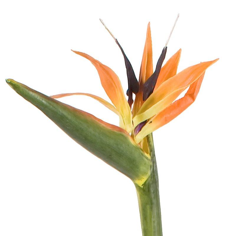 Bird of Paradise - New Growth Designs