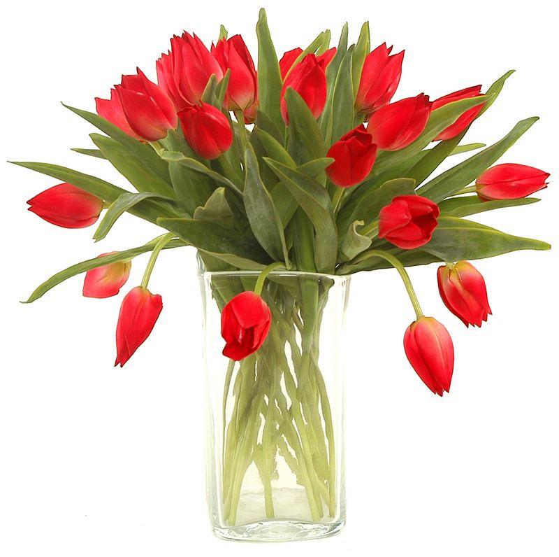 Tulip Stem, Red