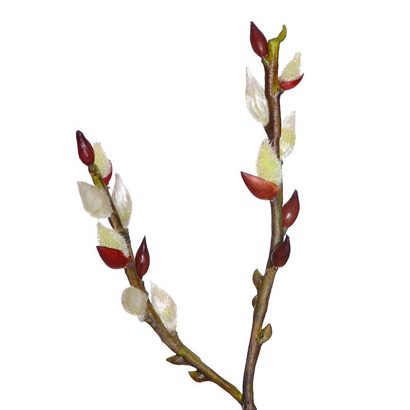Pussy Willow Spray