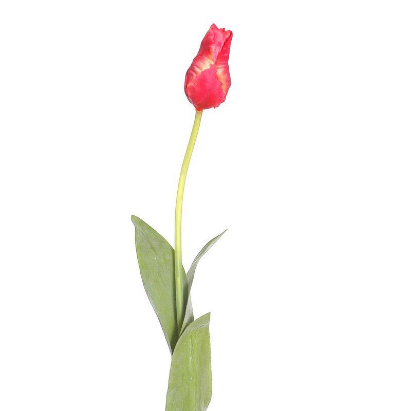 Tulip Stem, Pink