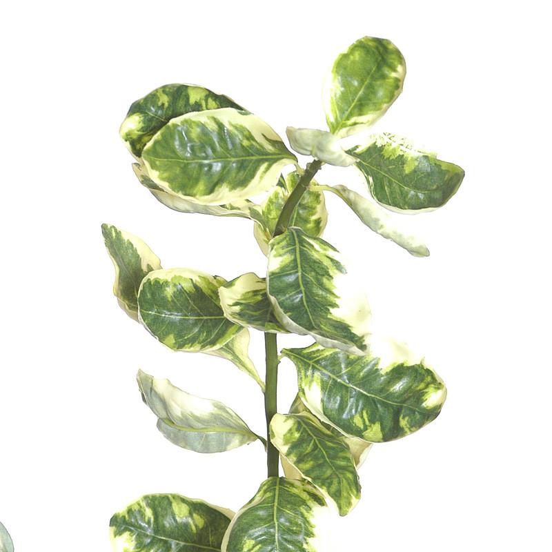 Euonymus Variegated Spray - New Growth Designs