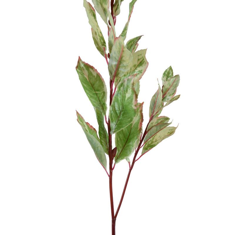 Laurel Leaf Spray, Variegated