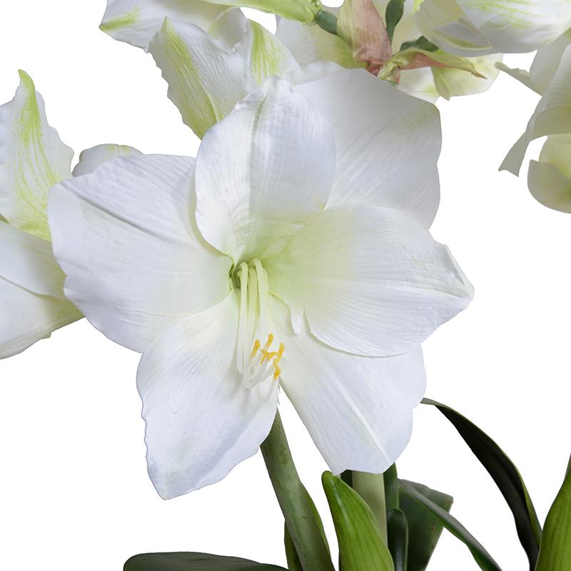 Amaryllis in Blue and White China Vase