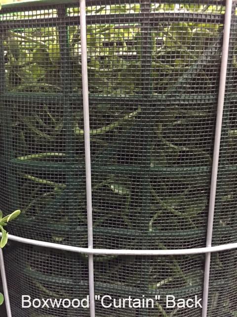 Boxwood Custom-made Hedges, Shapes and Frames - New Growth Designs