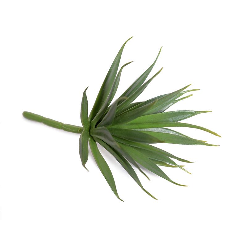 Agave Albomarginat Succulent Pick