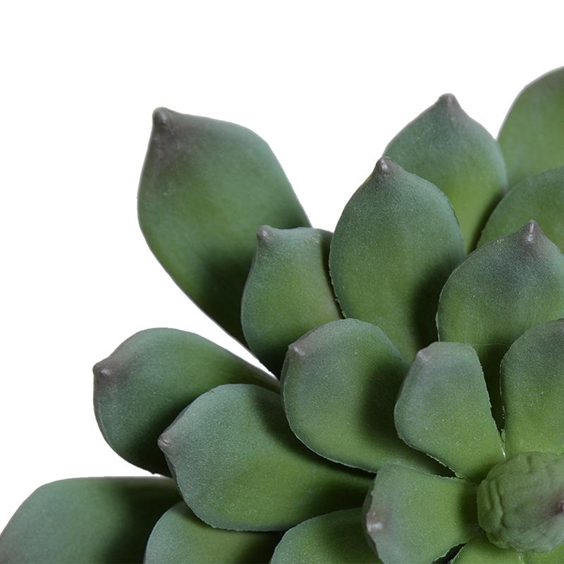 Pachyphytum Succulent Pick
