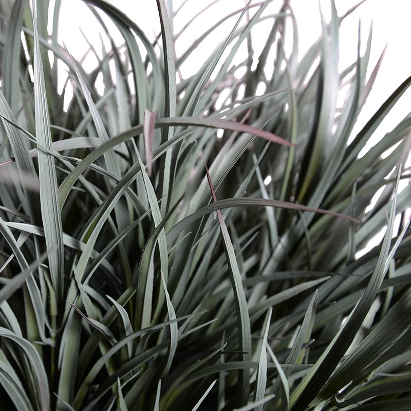 Enduraleaf Orchard Grass in 9" Pot