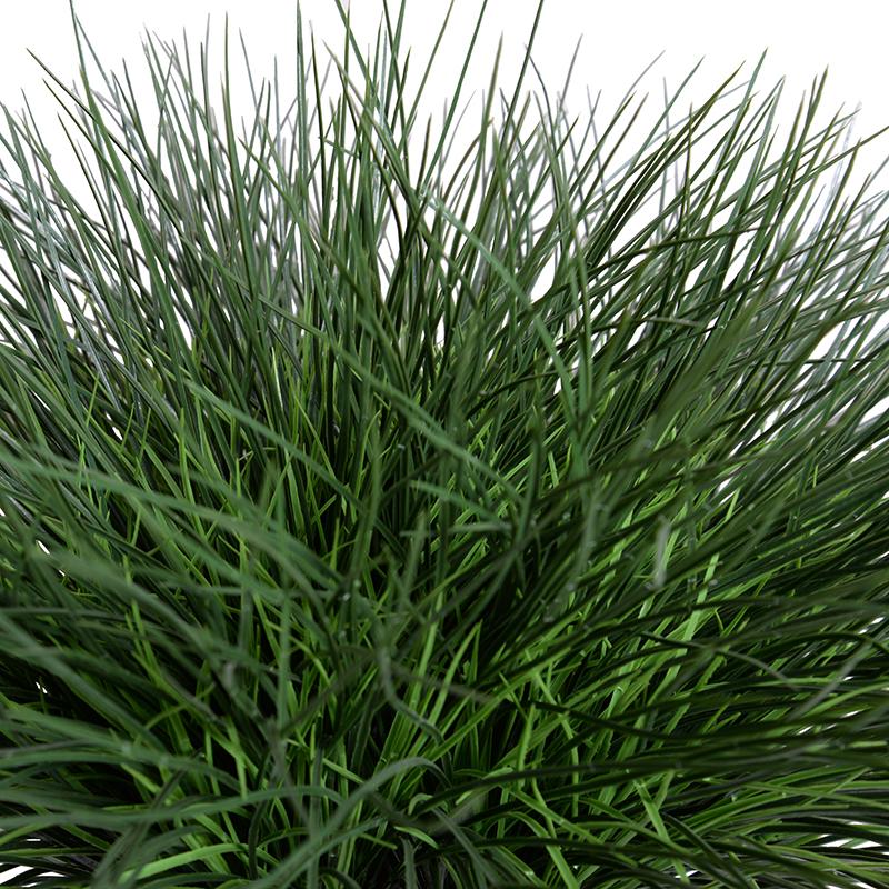 Onion Grass in 7" Pot