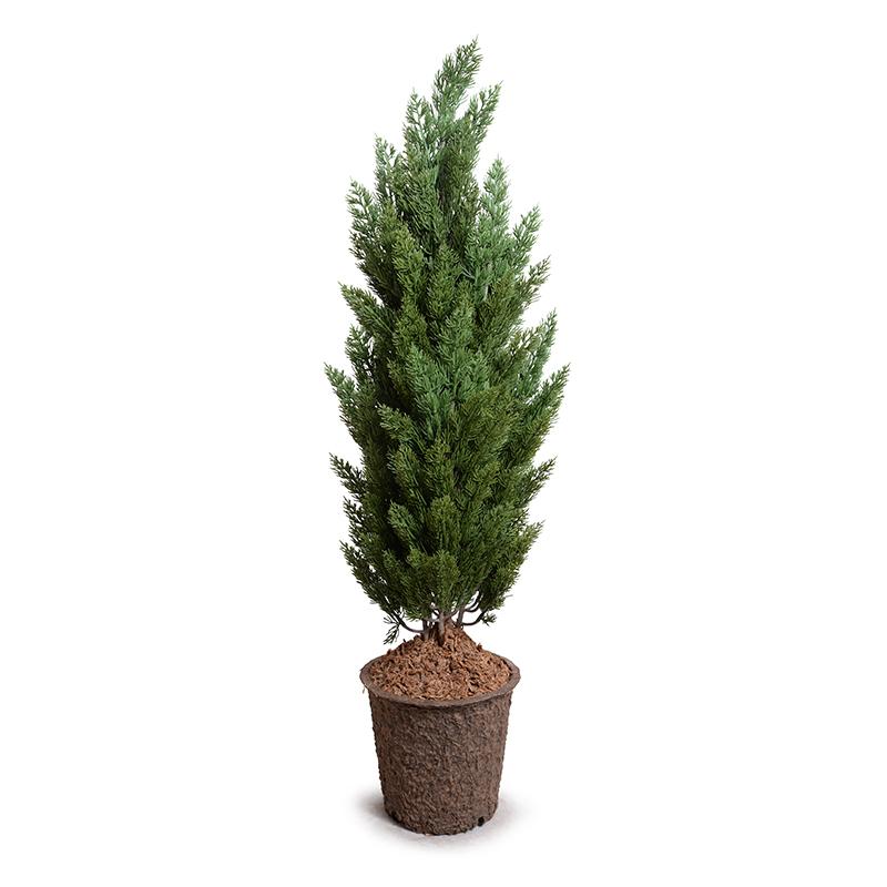 Italian Cypress tree - 60"H