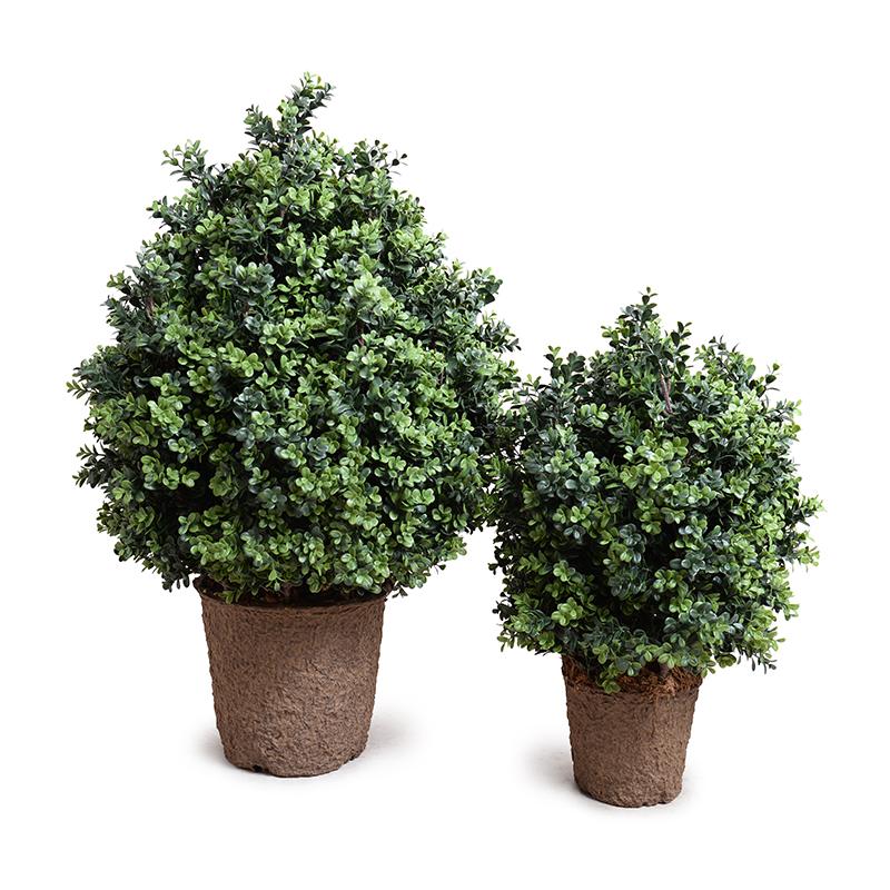 Boxwood Shrub, 38"H