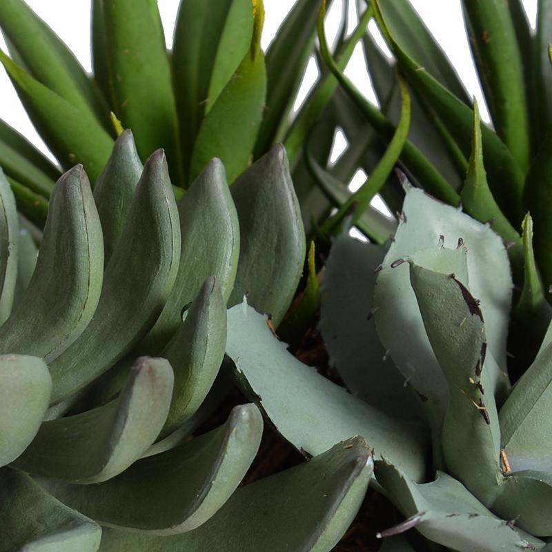 Mixed Succulents in Rustic Terracotta