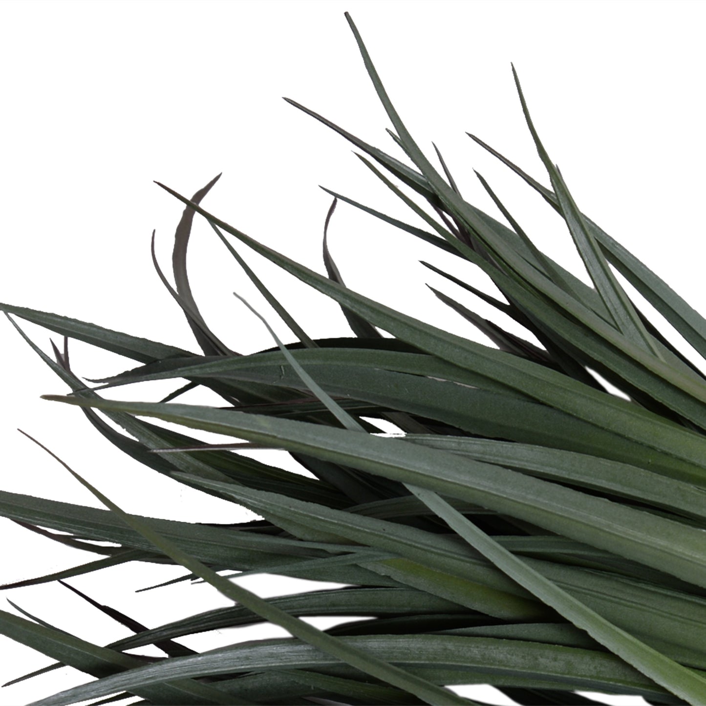 Liriope Grass Spray