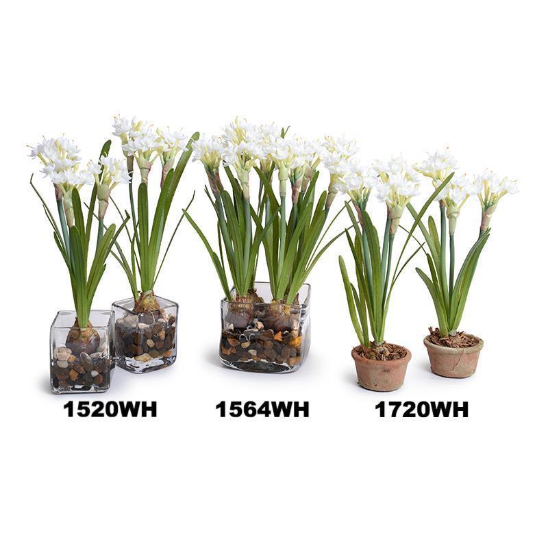 Paperwhite Narcissus