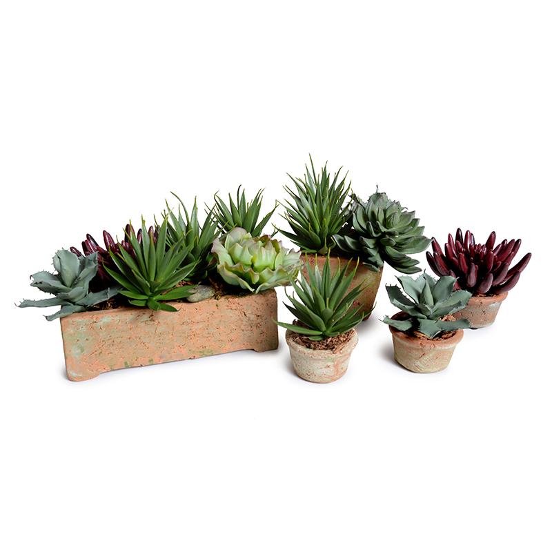 Echeveria Succulent in Rustic Terracotta