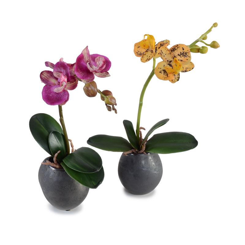 Mini Orchid Assortment