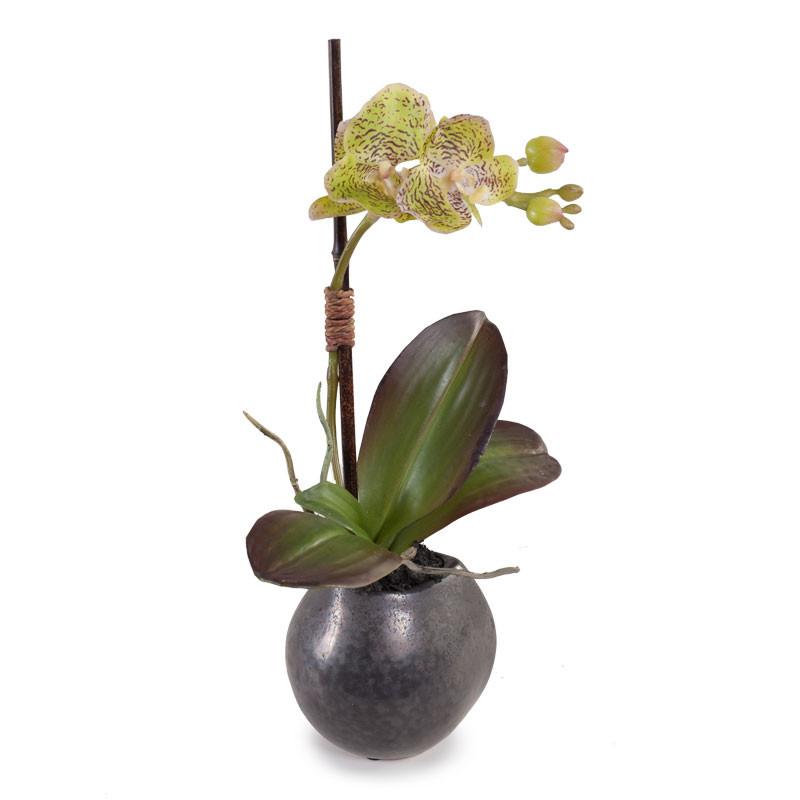 Mini Orchid - Phalaenopsis