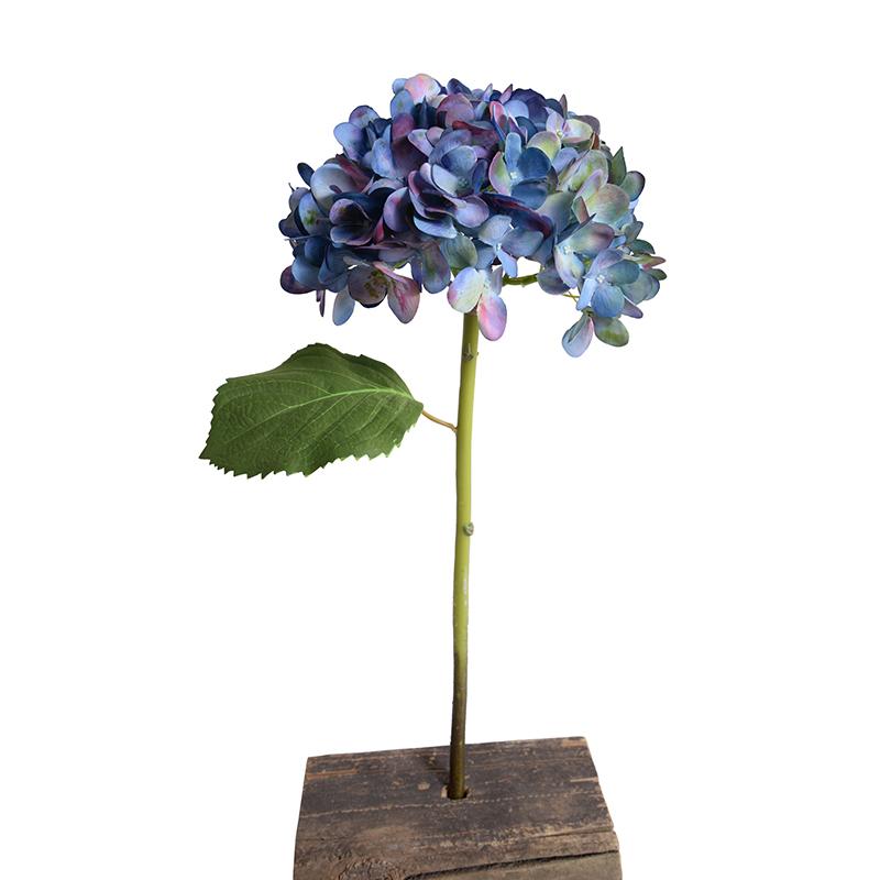 Hydrangea Stem