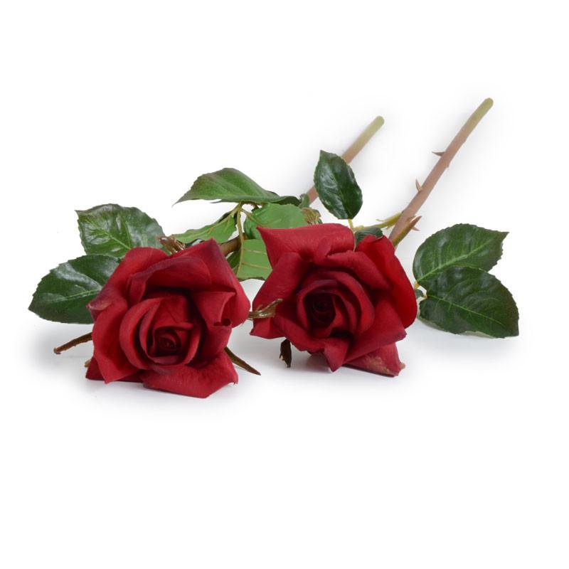 Rose Stem, Red