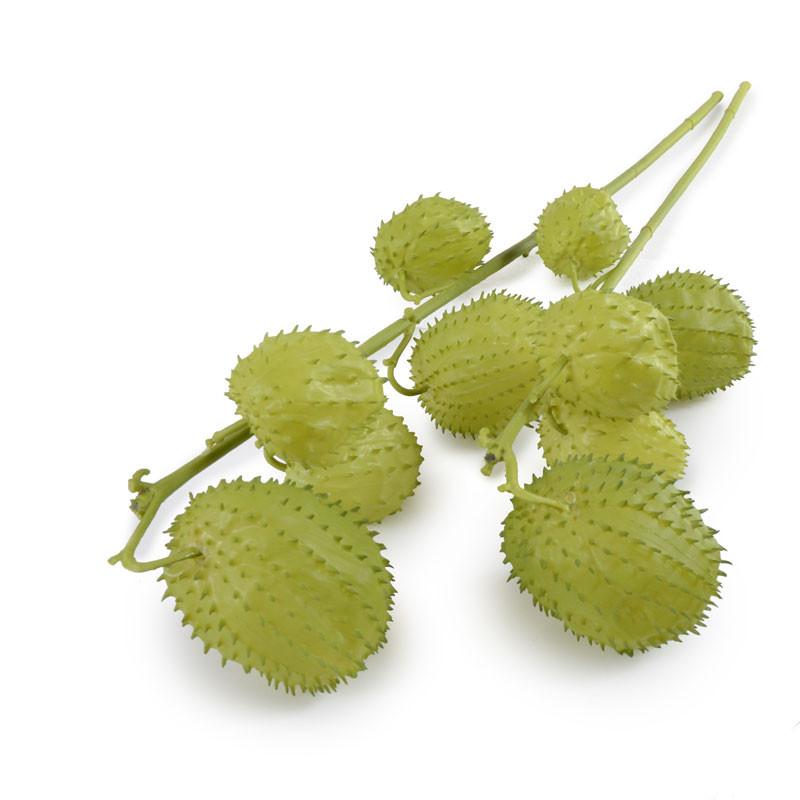 Milkweed Fruit Branch