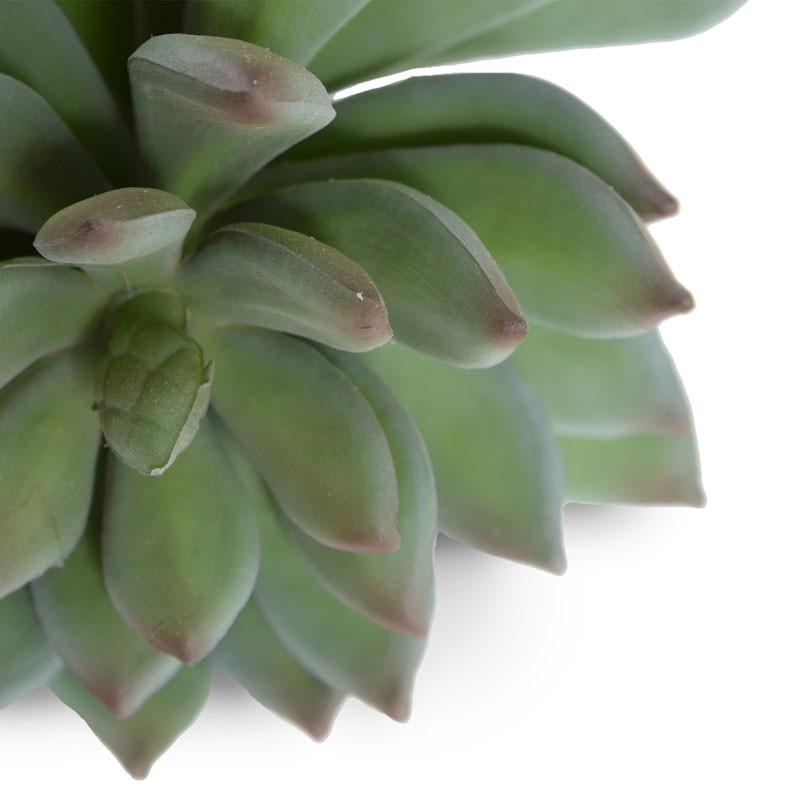 Succulent, Pachyphytum 12"