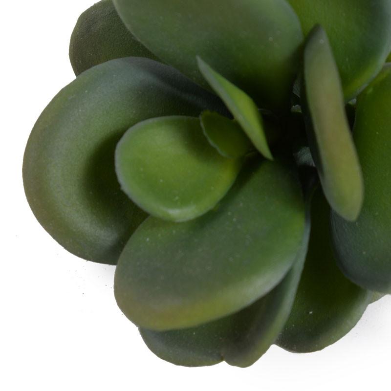 Succulent, Jade 7.5"