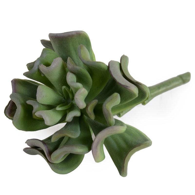 Succulent, Aeonium 6.25"