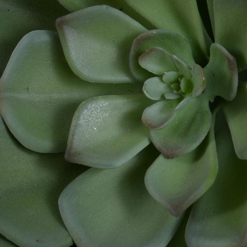 Succulent, Echeveria 7"