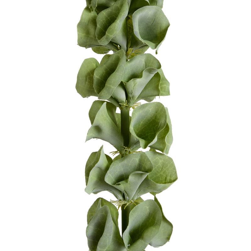 Bells of Ireland Stem - New Growth Designs