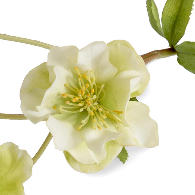 Helleborus (Lenten Rose) stem - New Growth Designs