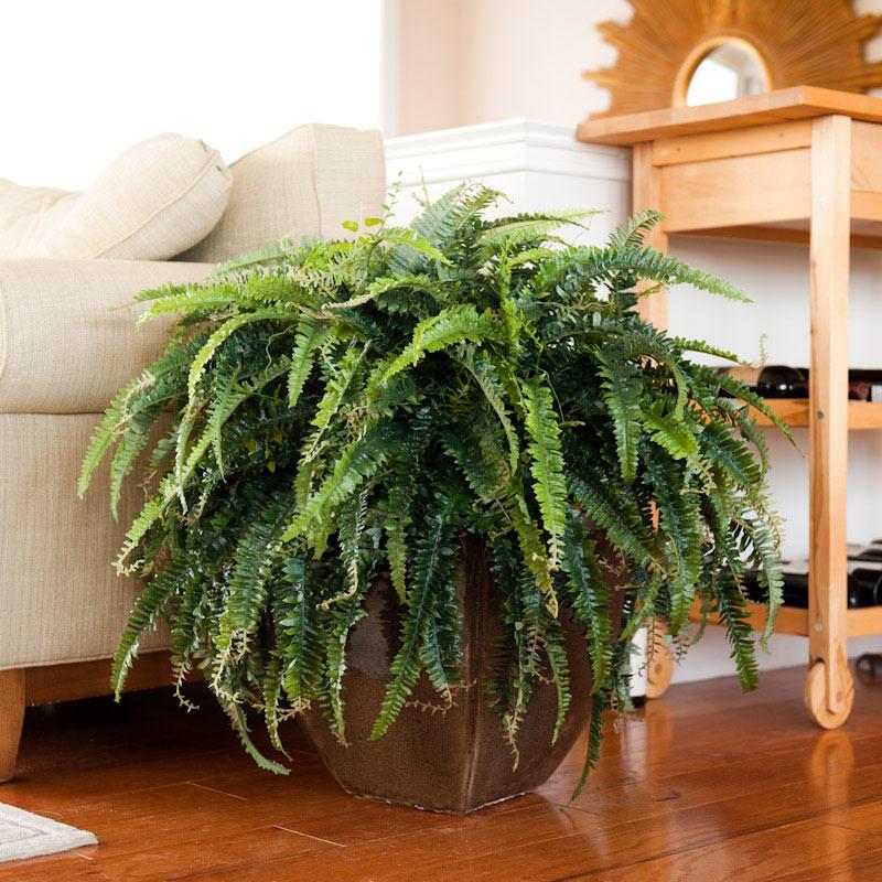 Forest Fern - New Growth Designs