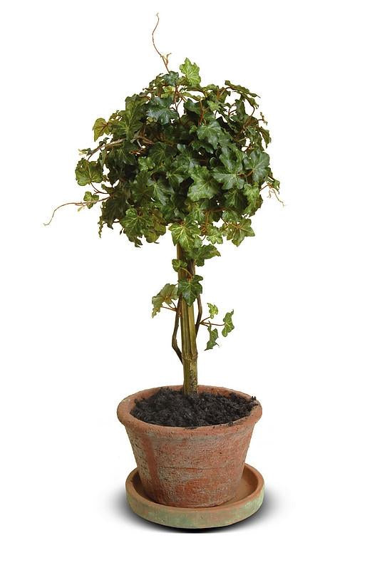 Ivy Topiary - New Growth Designs