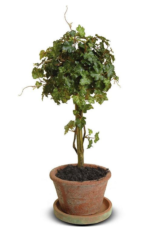 Ivy Topiary - New Growth Designs