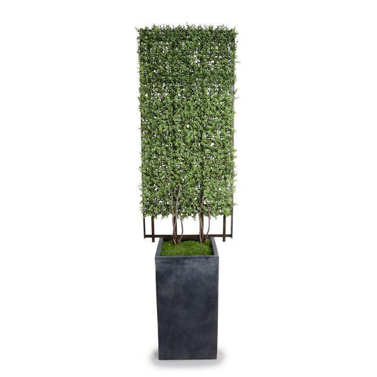 Boxwood Trellis in Column Pot - New Growth Designs