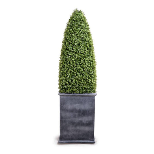 Boxwood Large Obelisk in Fiberglass Pot - New Growth Designs