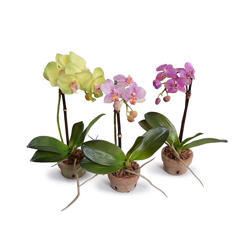 Mini Orchid Assortment