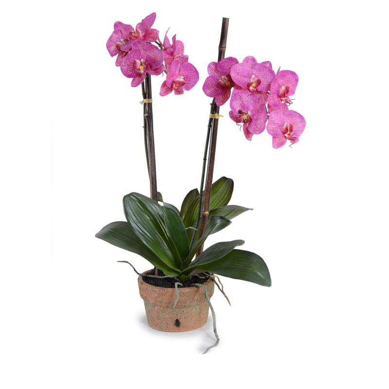Phalaenopsis Orchid