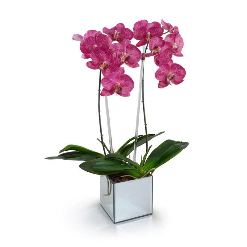 Phalaenopsis Orchid