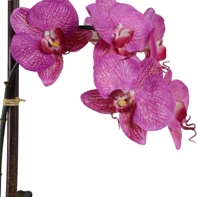 Phalaenopsis Orchid