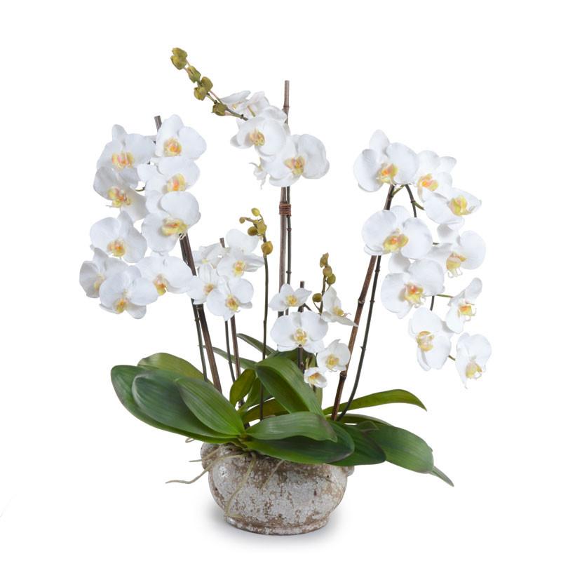 Phalaenopsis Orchid