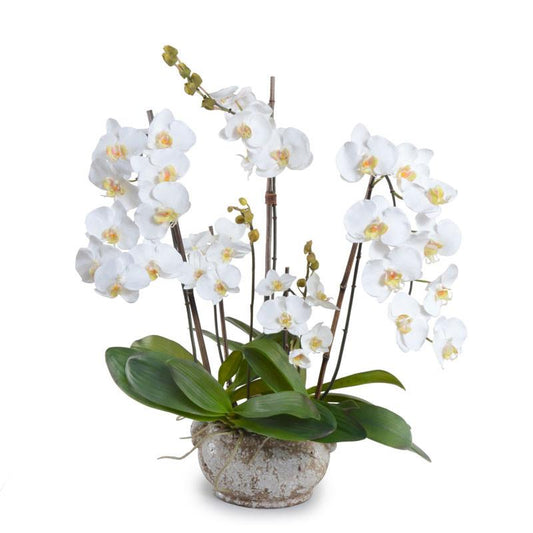 Phalaenopsis Orchid
