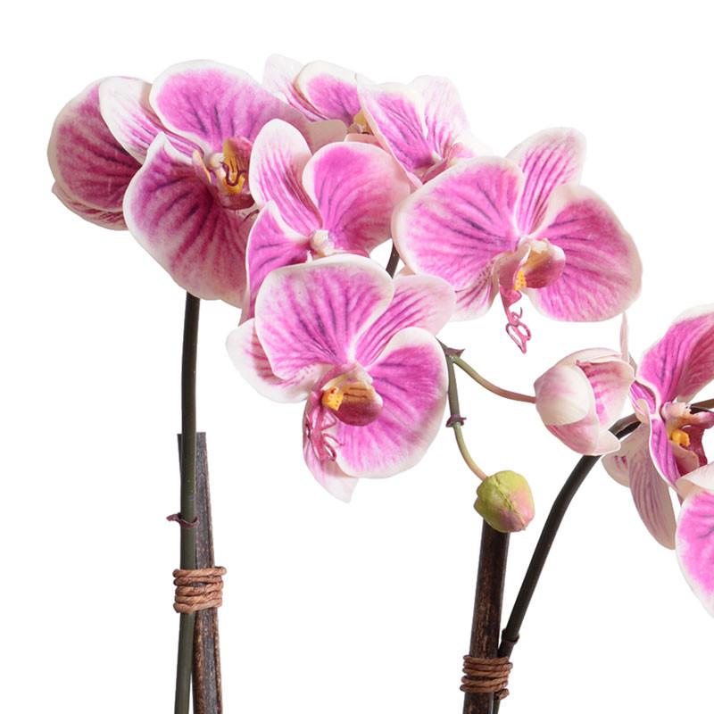 Phalaenopsis Orchid in Rustic Terracotta