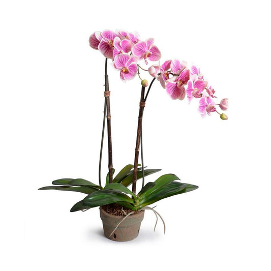 Phalaenopsis Orchid (Duplicate)
